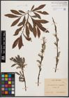 Foto von Salix daphnoides Vill. x Salix purpurea L.